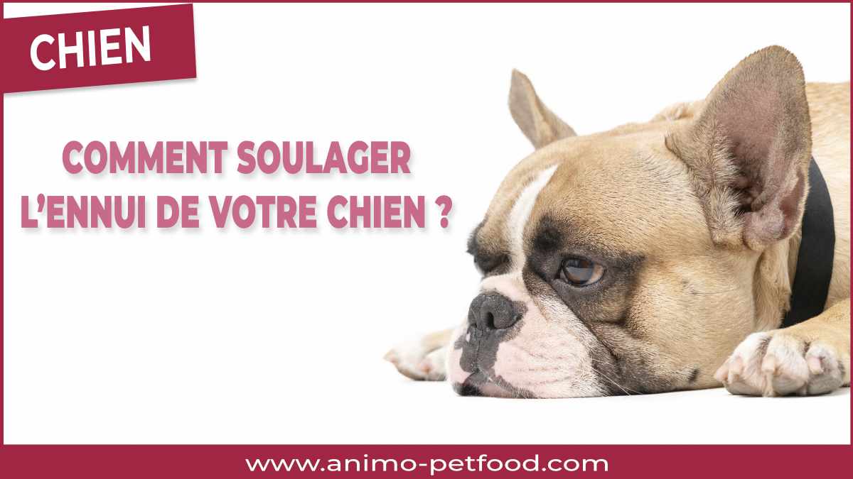 comment soulager l'ennui de votre chien