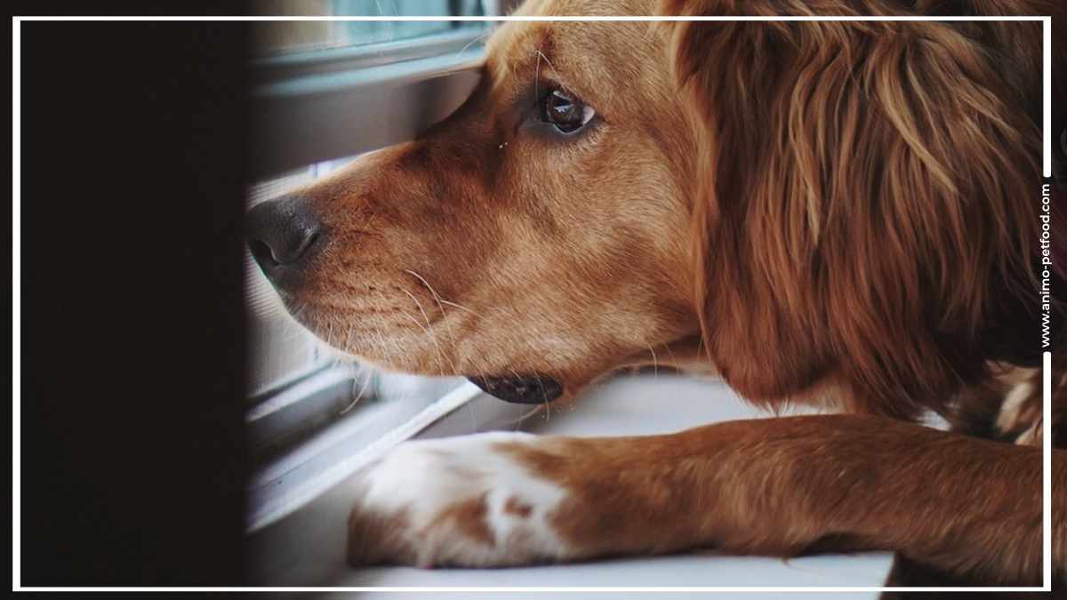 stress-anxiete-chez-le-chien