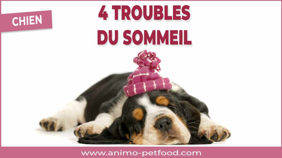 4 Troubles Du Sommeil Chez Les Chiens