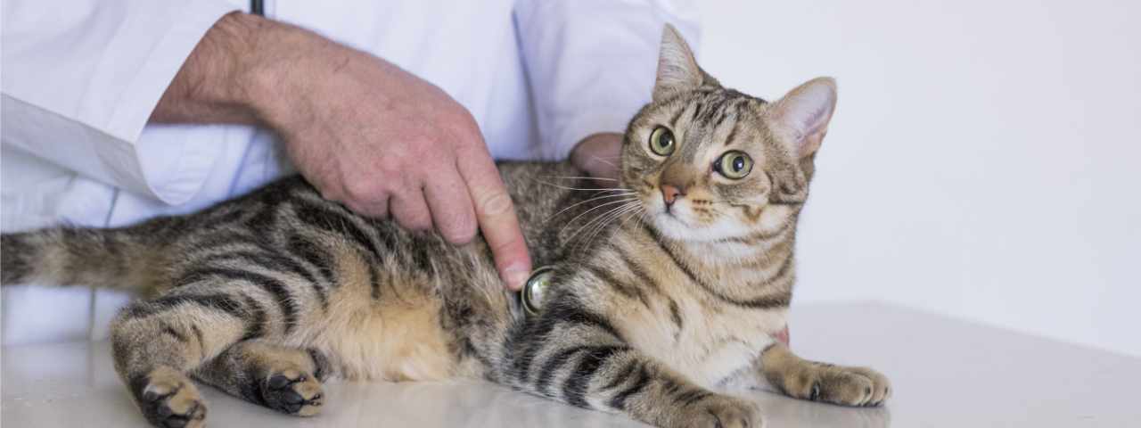 vétérinaire chat-soin chat-vaccination chat