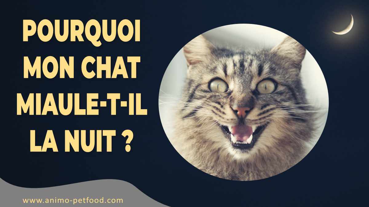 Votre Chat Miaule T Il La Nuit