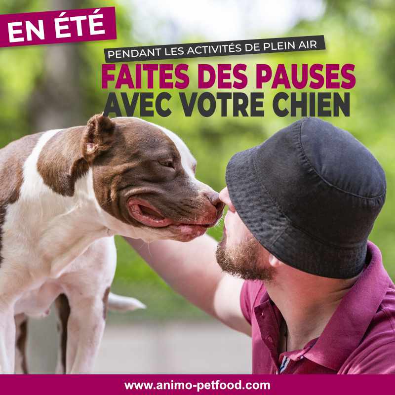 coup de chaleur -exercice pour chien par temps chaud- chien et chaleur-chien en été- exercices en été avec chien