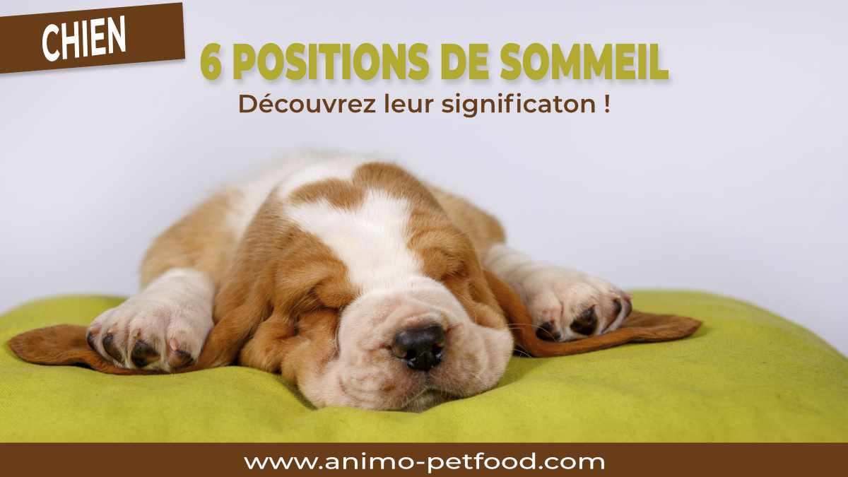 position-de-sommeil-chez-le-chien-signification