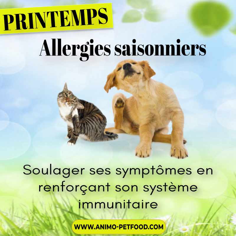 Les dangers du printemps chez le chien et le chat_Allergies saisonnières