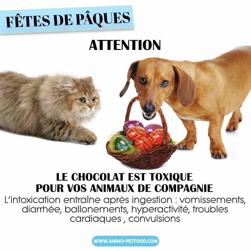 les dangers du chocolat pour les chien