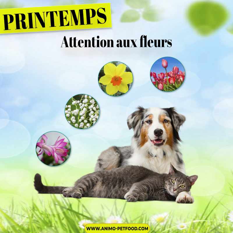 dangers du printemps chez le chien et le chat- Bouquets de Fleurs toxiques- muguet -tulipe-jonquille-fleurs de lys