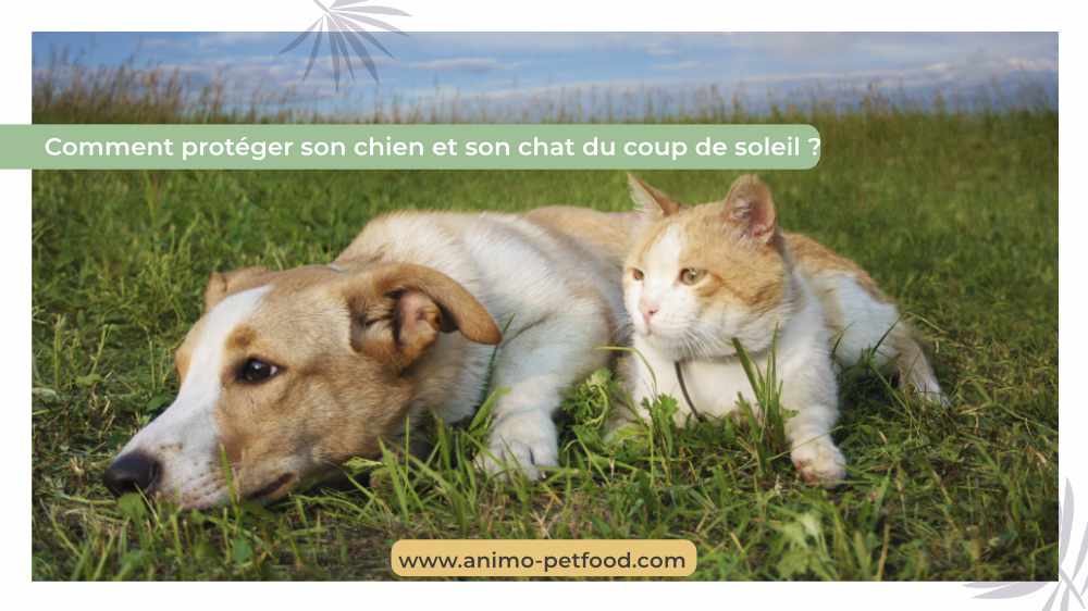 CHIEN-CHAT- Protéger ses animaux de compagnie du soleil -le soleil et le cancer de la peau chez chien et chat