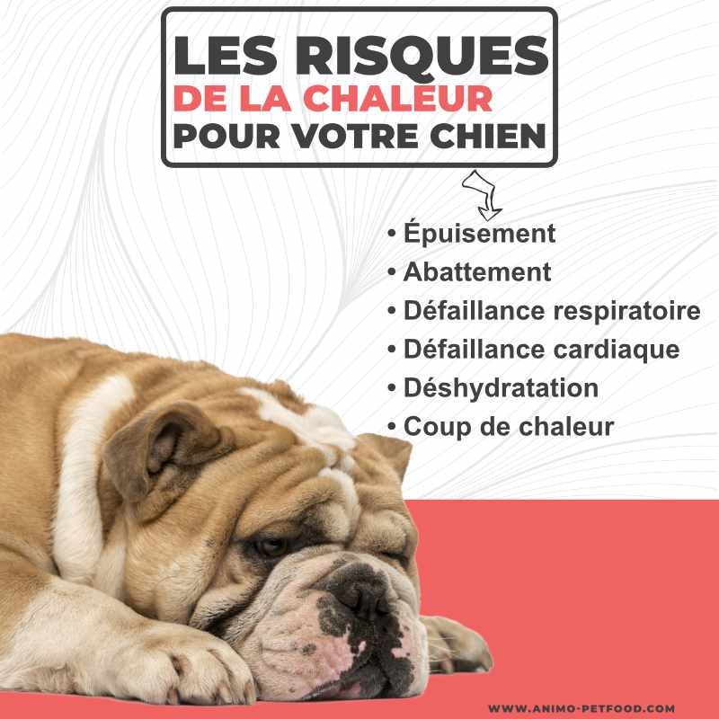 les risques de la chaleur pour le chien