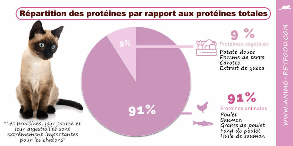 besoin en proteine pour le chaton