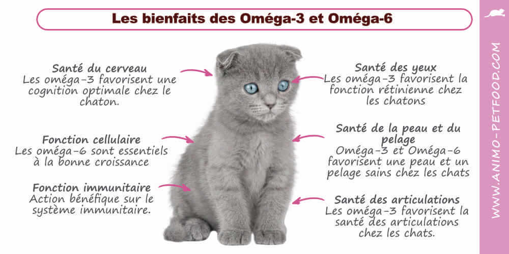 bienfaits-omega-chaton .jpg
