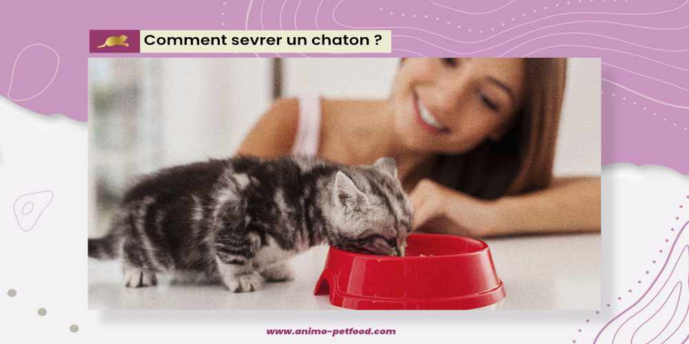 comment-sevrer-les-chatons