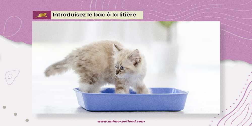 introduire-le-bac-a-litiere-pour-chaton