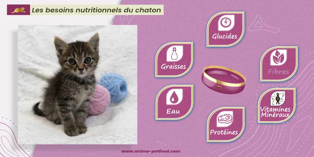 les-besoins-nutritionnels-du-chaton
