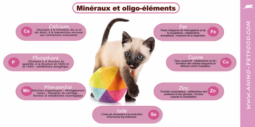 mineraux-chaton