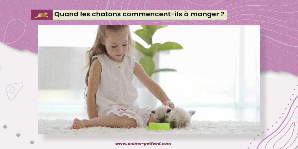 quand les chatons commencent-ils à manger 