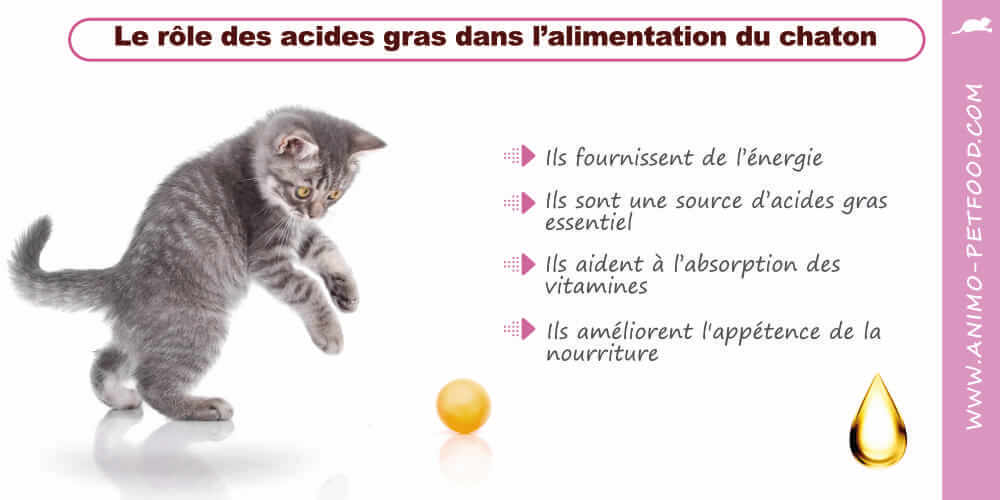 role-des-acides-gras-dans-l-alimentation-du-chaton