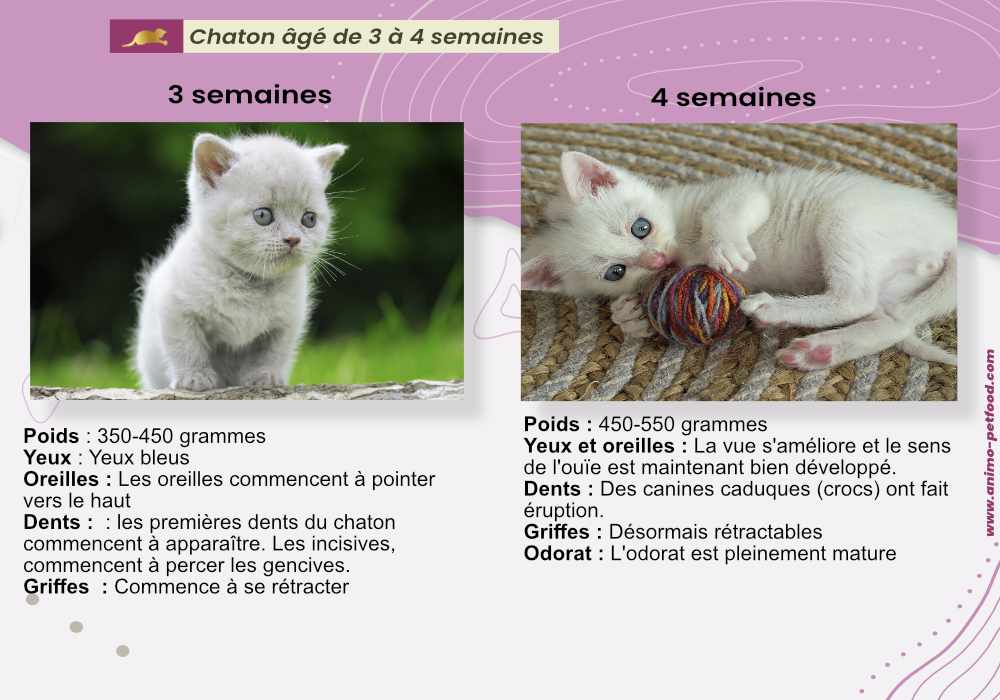 soins-nutritionnels-des-jeunes-chatons-age-3-4-semaines