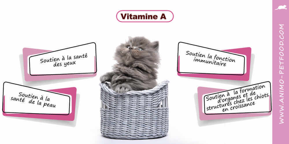 vitamine-a-chaton