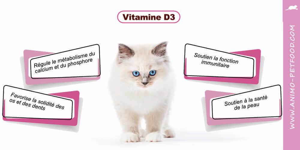 vitamine-d-chaton