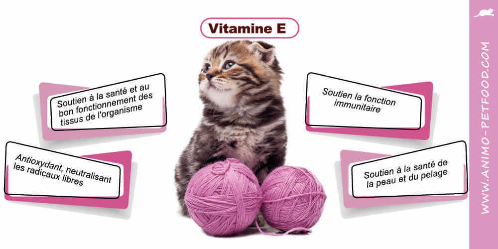 vitamine-e-chaton