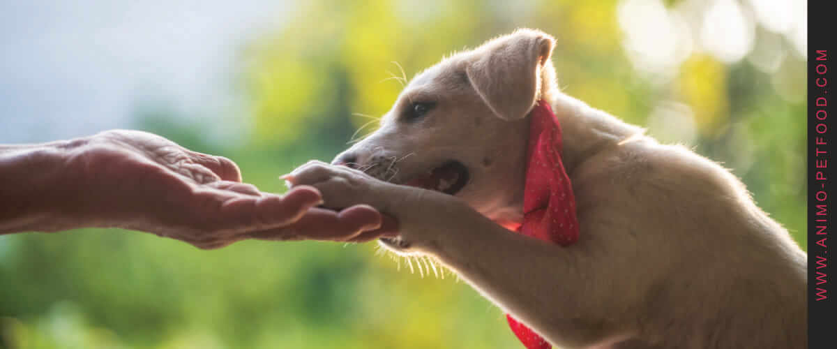 apprendre-a-un-chiot-a-accepter-la-coupe-des-ongles