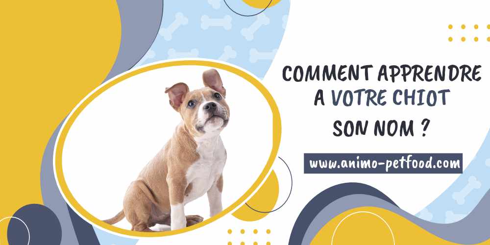 comment-apprendre-a-votre-chiot-son-nom