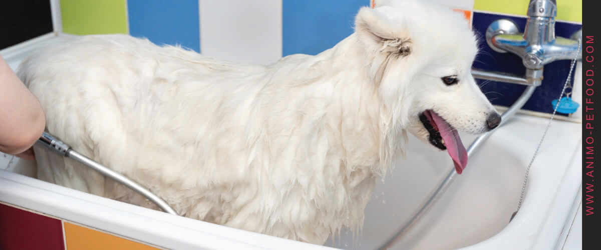 donner-un-bain-a-un-chiot