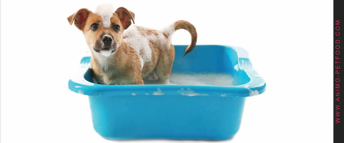 donner-un-bain-a-un-chiot