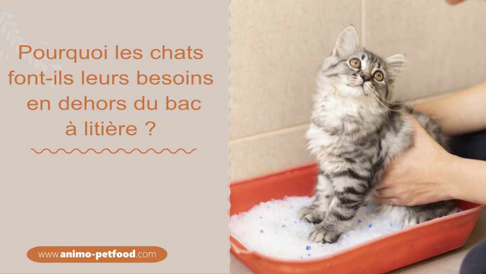Pourquoi Les Chats Font Ils Leurs Besoins En Dehors Du Bac A Litiere