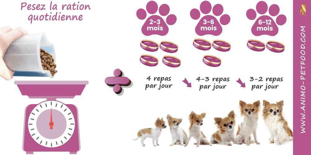 a-quelle-frequence-nourrir-votre-chiot