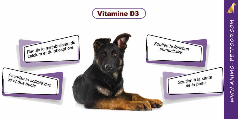 chiot-grande-race-vitamine