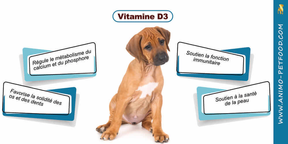 citamine D pour chiots