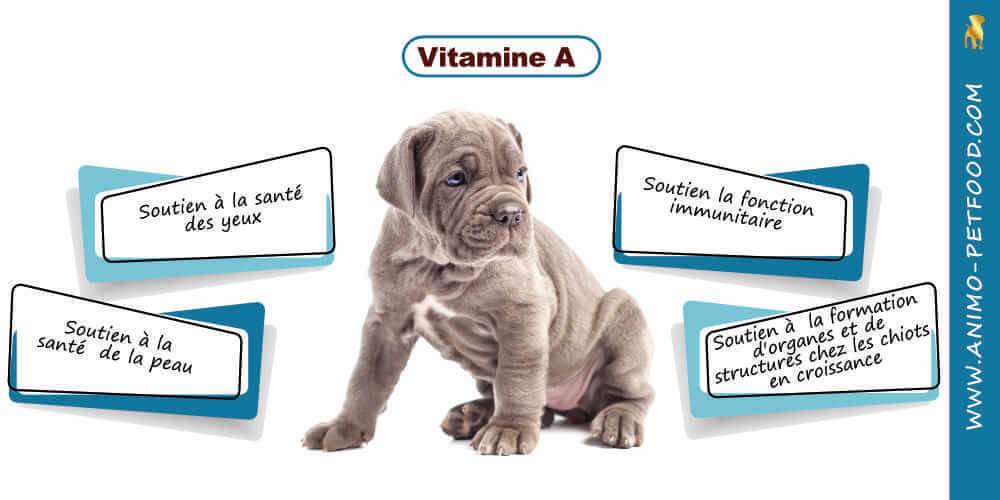 vitamine A pour chiot