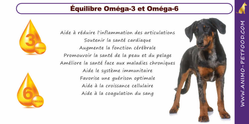 equilibre-omega-3-et-omega-6-pour-chiot