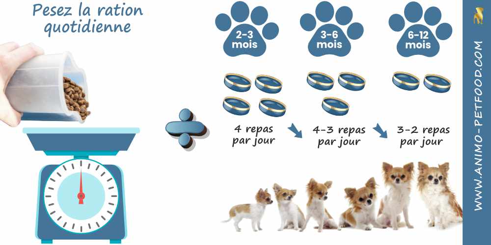 frequence-optimale-des-repas-pour-votre-chiot