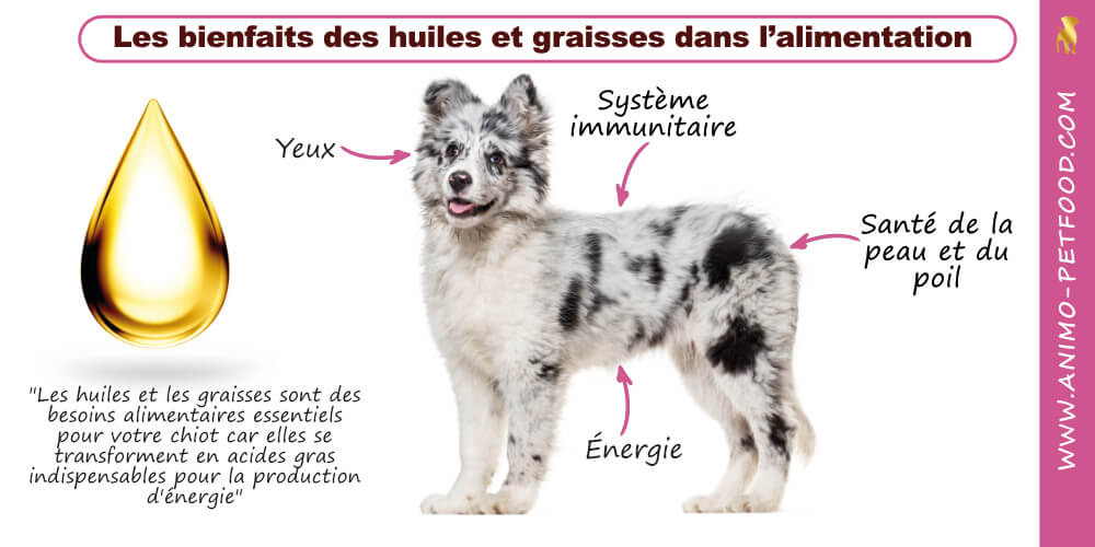 graisses-et-huile-pour-chiot