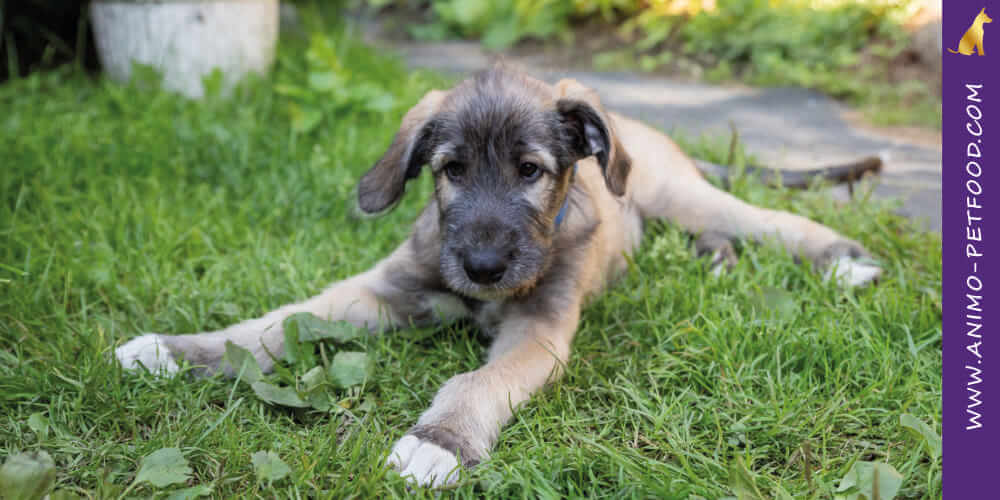 irish-wolfhound-chiot