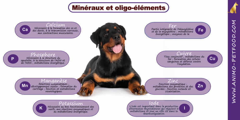 minéraux-pour-chiot