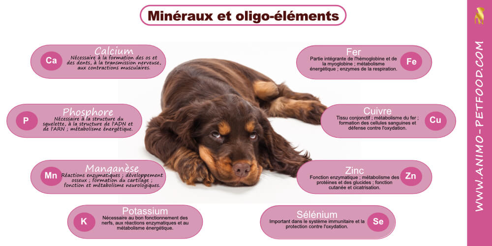 mineraux-pour-chiot