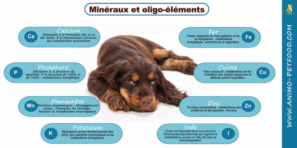 mineraux-pour-chiots