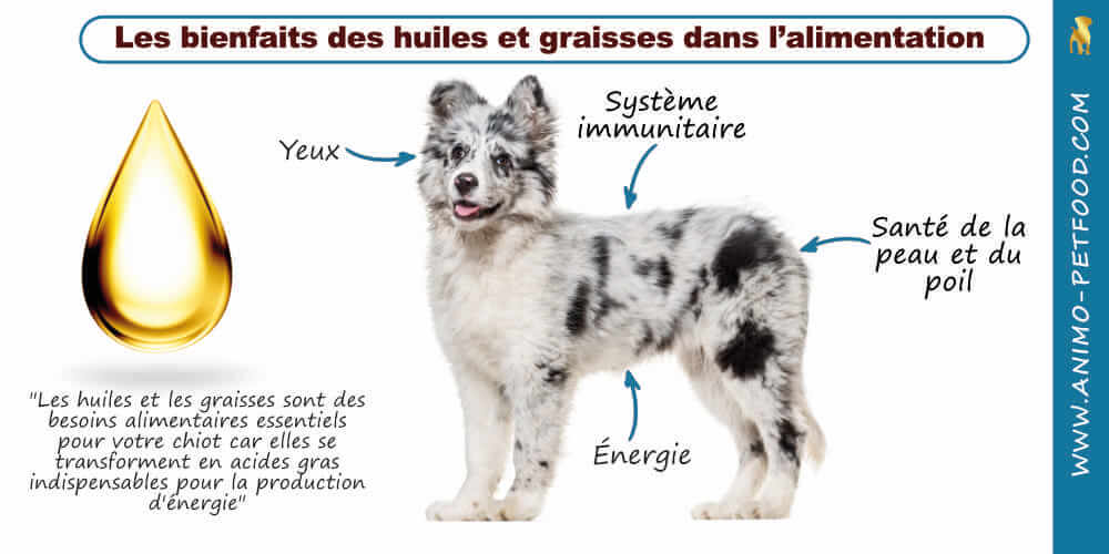 quelle-est-l-importance-des-graisses-pour-le-chiot