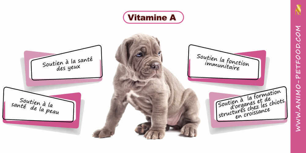 vitamine-A-pour-chiot