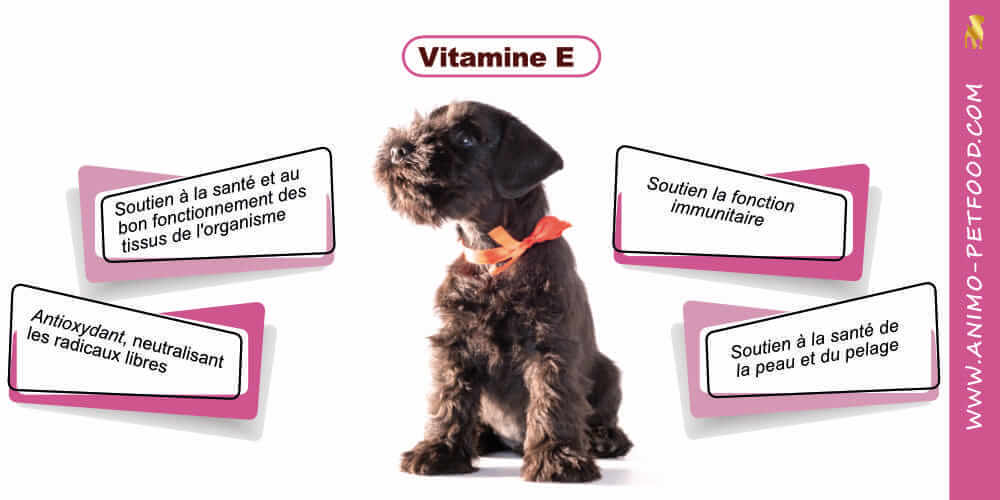 vitamine-E-pour-chiot