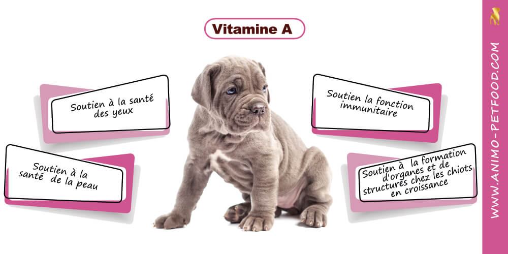 vitamine-a-pour-chiot