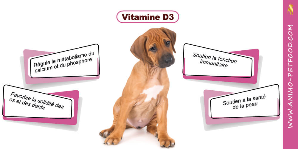 vitamine-d-pour-chiot