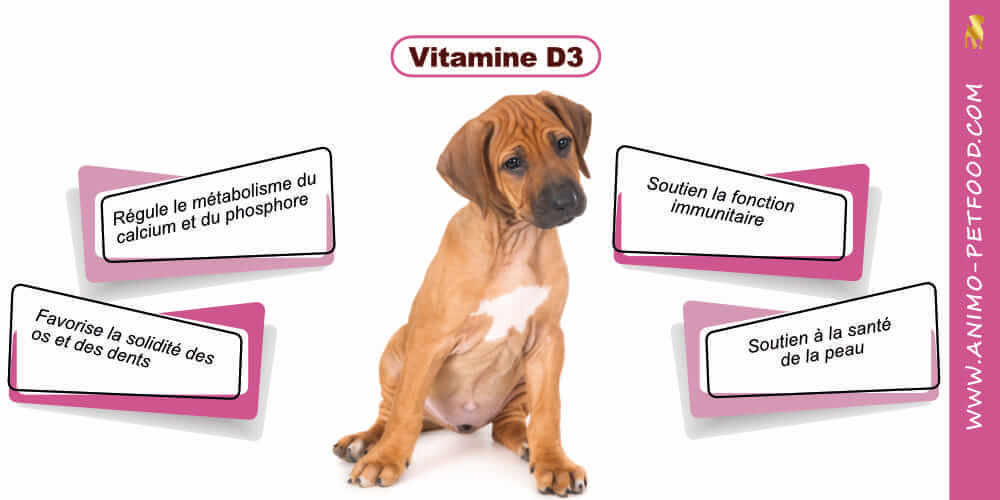 vitamine-d3-pour-chiot