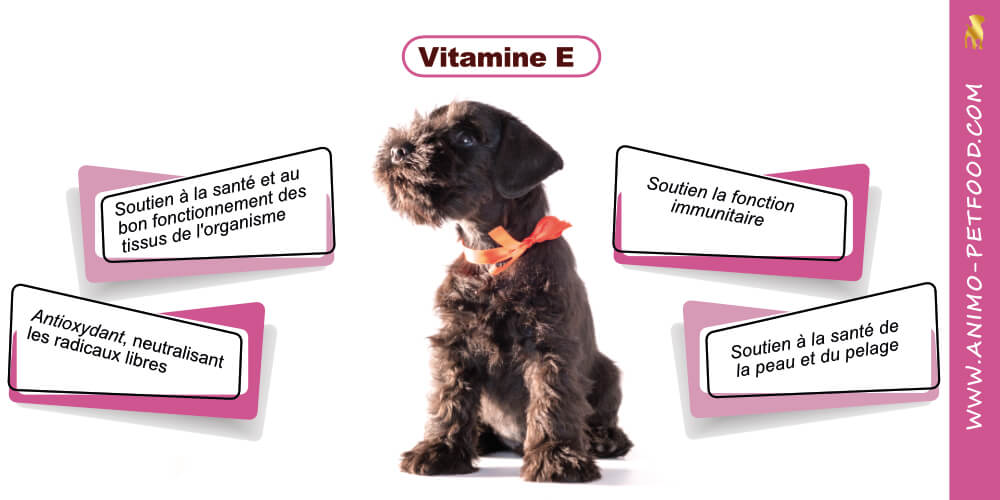 vitamine-e-pour-chiot