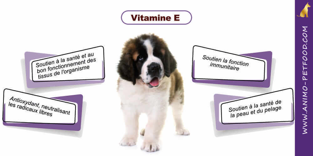 vitamine-pour-chiot-grande-race