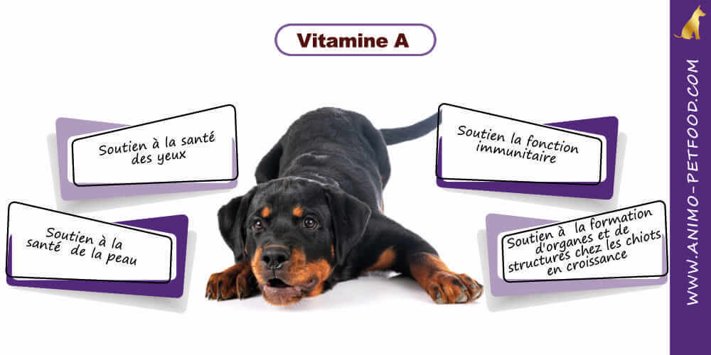 vitamine pour chiots grande race