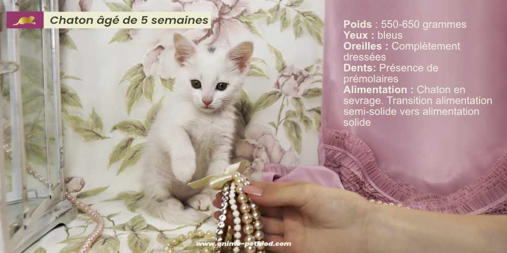 soins-nutritionnels-des-jeunes-chatons-de-5-a-7-semaines